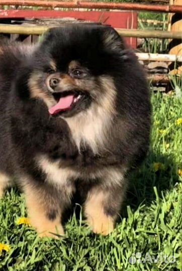 Померанский шпиц медвежьего типа вязка