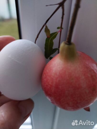 Гранат комнатный
