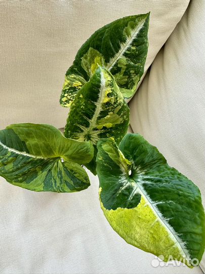 Сингониум яичница