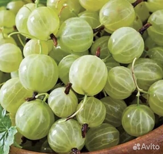 Саженцы крыжовника