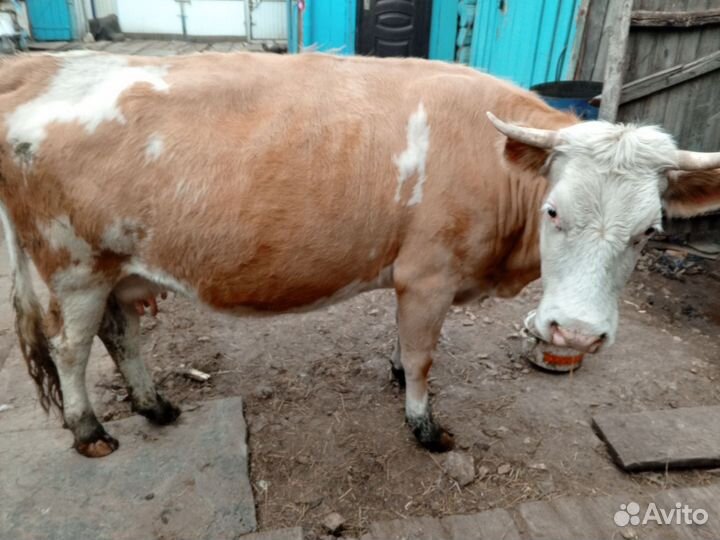 Корова стельная и теленок
