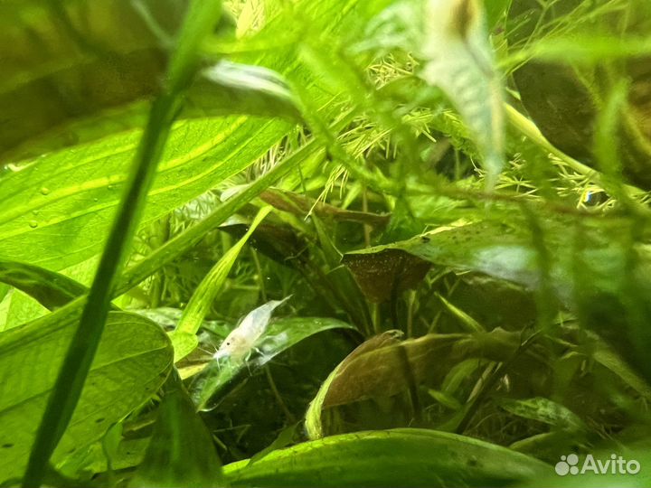 Аквариумные креветки снежинка (белая жемчужина)