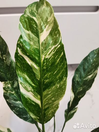 Спатифиллум 