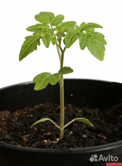 Рассада комнатных растений:перец и помидоры