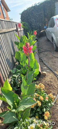 Цветы канны