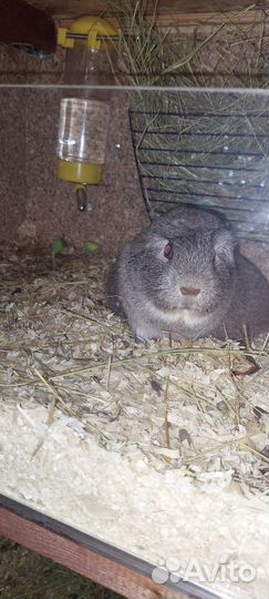 Аренда Морской свинки