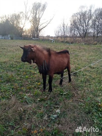 Козы, козëл