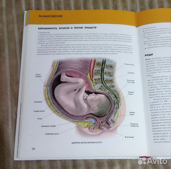 Детская энциклопедия