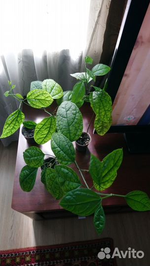 Клеродендрум Томпсона