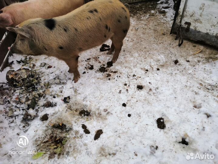 Хряк на племя