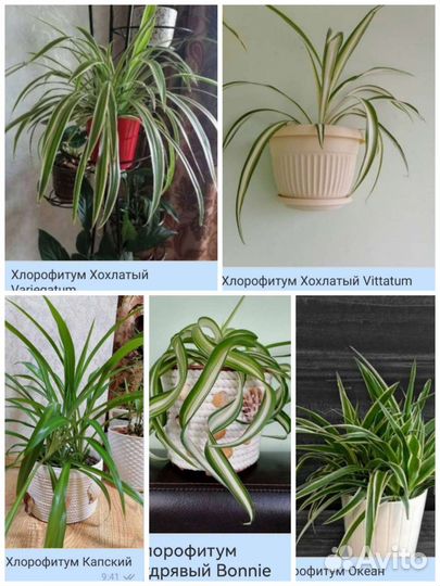 Комнатные растения для дома и офиса