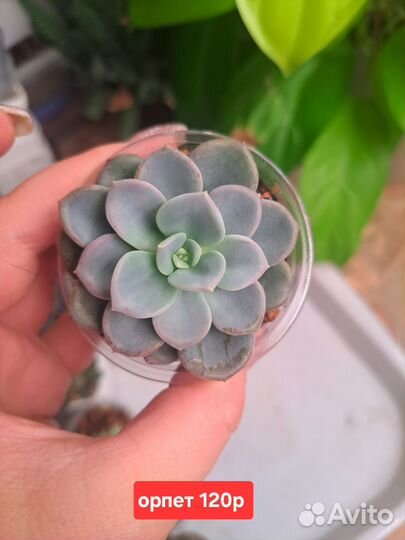 Суккуленты