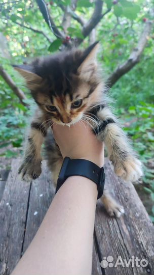 Котята в хорошие руки