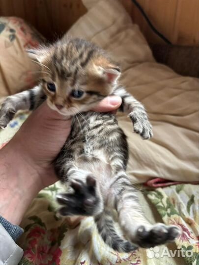 Котята в добрые руки даром