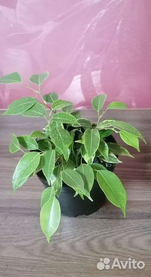 Фикус бенджамина кинки