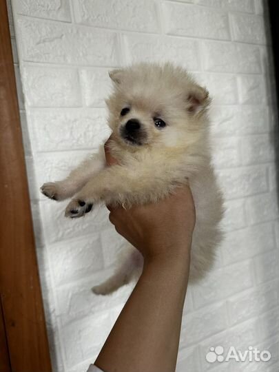 Щенки шпица мини