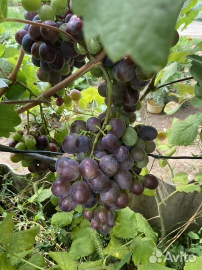 Дачный виноград