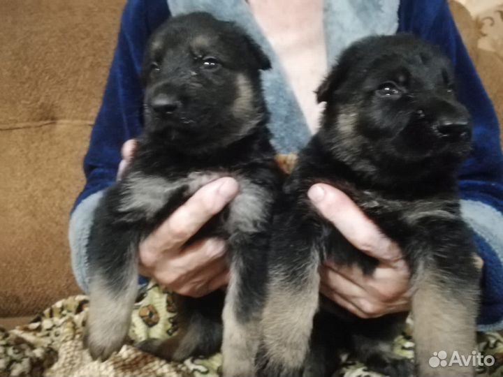 Восточноевропейская овчарка щенки