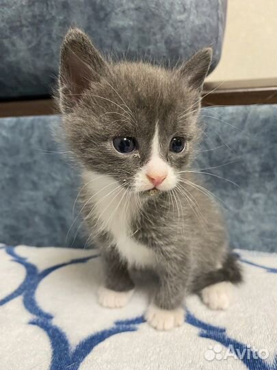 Котята бесплатно