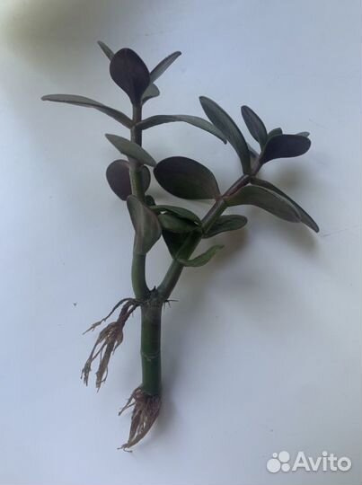 Толстянка отводка