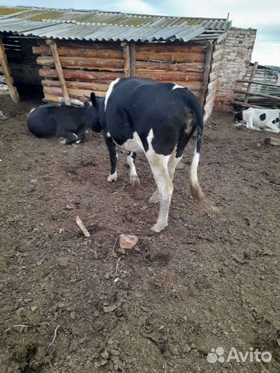 Продам коров на мясо