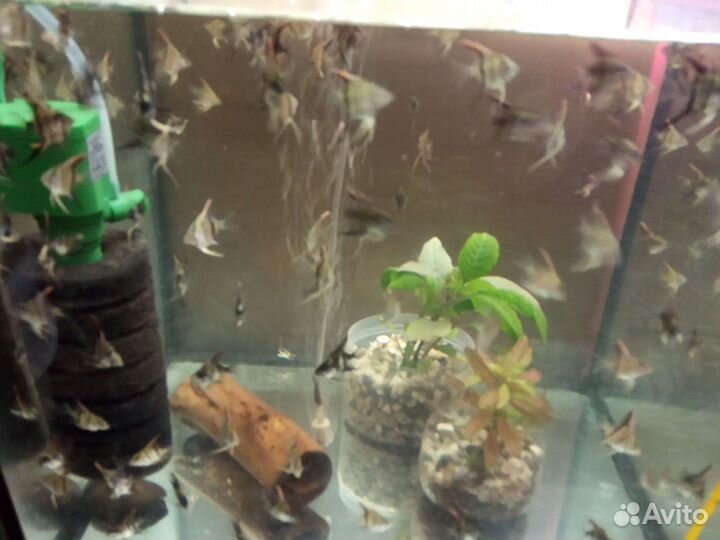 Анцытрусы,скалярии