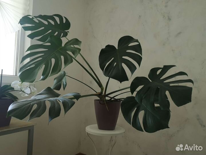 Монстера деликатесная