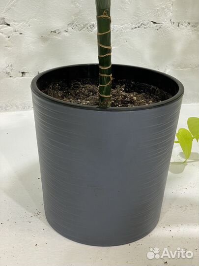 Драцена Лемон Лайм 105 см