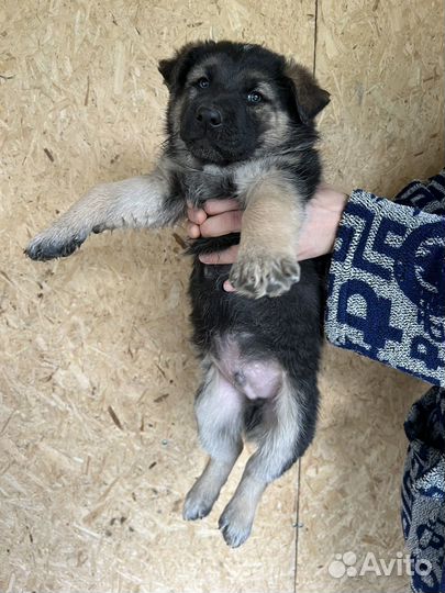 Щенки помесь немецкой овчарки