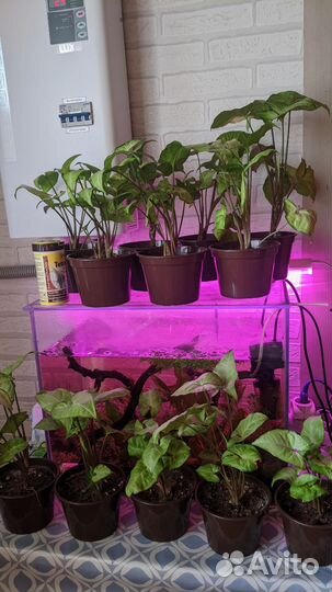 Сингониум обмен