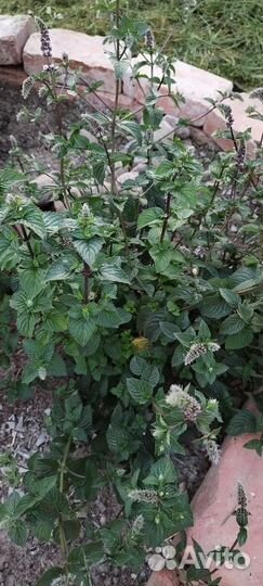 Пряные травы