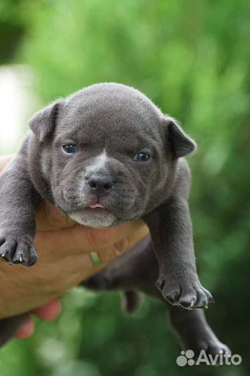 Американский булли голубой окрас