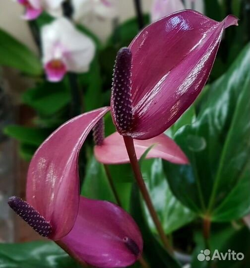 Антуриум Зизу -фиолетовая орхидея среди антуриумов