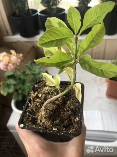 Бересклет европейчкий саженцы