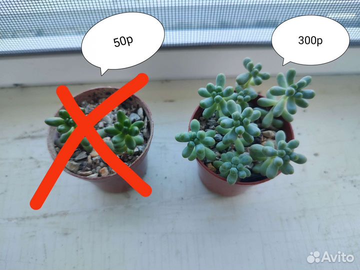 Суккуленты