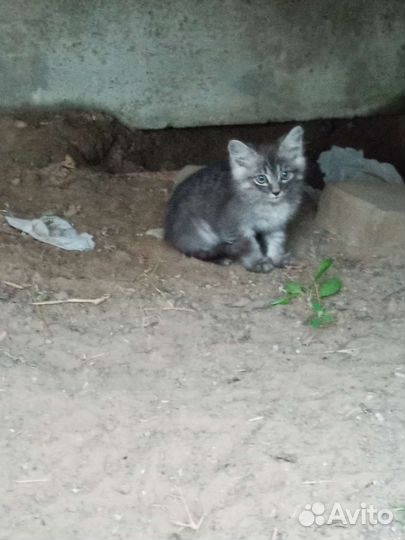 Кошки в добрые руки бесплатно