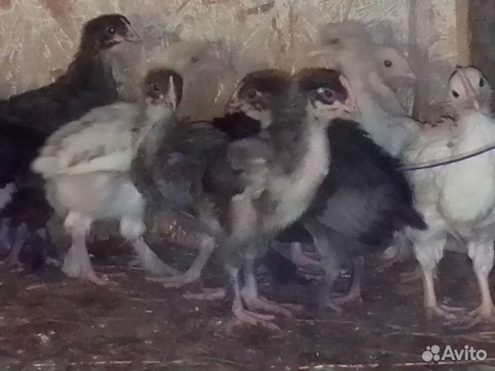 Куры цыплята
