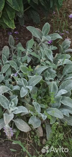 Ромашки, хоста, мох, медвежьи ушки и др