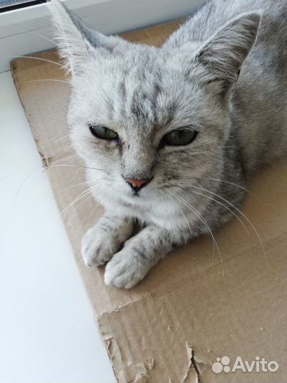 Миниатюрная кошечка