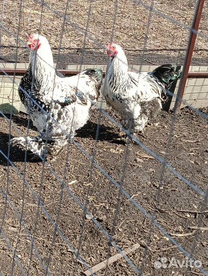 Петух брама