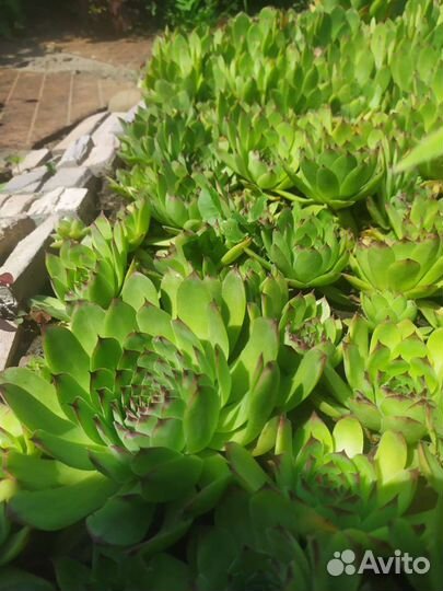 Молодило каменная роза