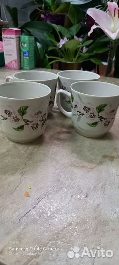 Чашка рига сорт 1