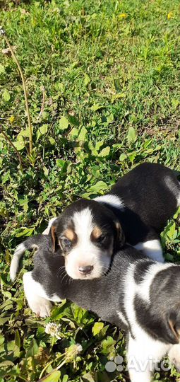 Эстонская гончая щенки