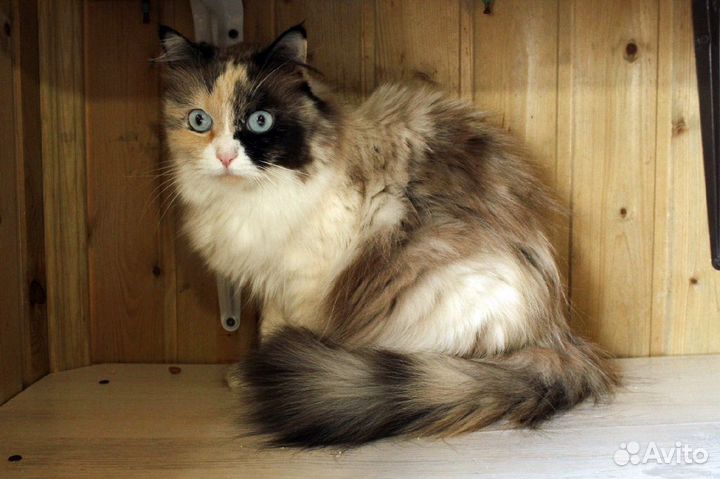 Красавица-кошка с космическими глазами