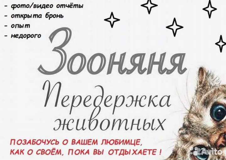 Передержка кошек. Кайеркан