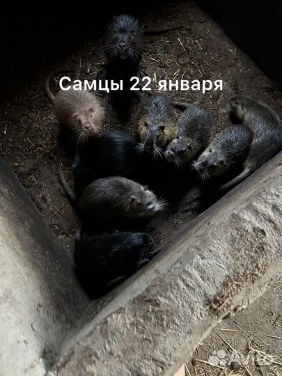 Нутрии живым весом