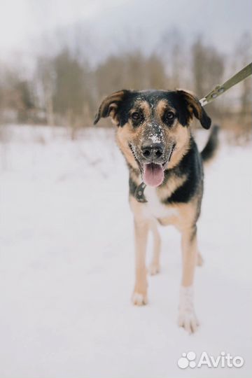 Собака в дар