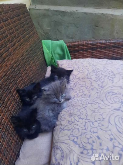 Котята. Отдам в дар
