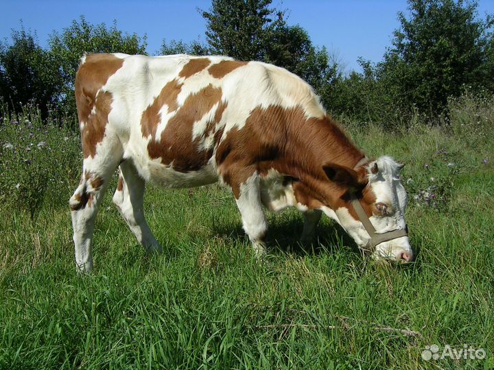 Козы телочки корова