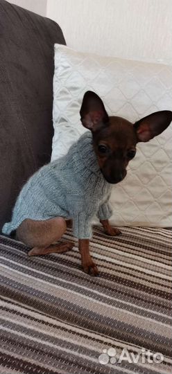 Свитер для маленьких собак